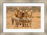 Mauritania, Adrar, Camels and donkeys going to the well Fine Art Print