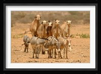 Mauritania, Adrar, Camels and donkeys going to the well Fine Art Print