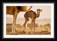 Mauritania, Guelb Jmel, Little dromedary at the well Fine Art Print