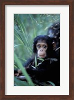 Infant Chimpanzee, Tanzania Fine Art Print