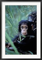Infant Chimpanzee, Tanzania Fine Art Print