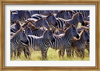 Large herd of Burchell's Zebras, Masai Mara Game Reserve, Kenya Fine Art Print
