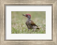 Kenya, Masai Mara NWR, Nubian woodpecker bird Fine Art Print