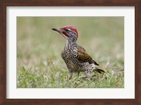 Kenya, Masai Mara NWR, Nubian woodpecker bird Fine Art Print