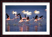 Lesser Flamingos running on water, Lake Nakuru National Park, Kenya Fine Art Print