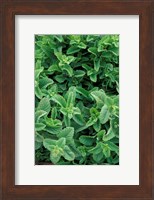 Mint Leaves for Brewing Traditional Tea, Morocco Fine Art Print