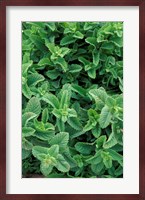Mint Leaves for Brewing Traditional Tea, Morocco Fine Art Print