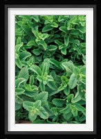 Mint Leaves for Brewing Traditional Tea, Morocco Fine Art Print