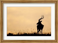 Impala With Oxpecker Bird, Nakuru National Park, Kenya Fine Art Print