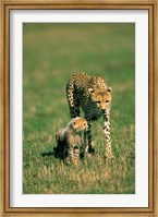 Kenya, Masai Mara Game Reserve, Cheetah with cub Fine Art Print