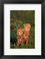 Cheetah cubs, Kenya Fine Art Print