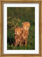 Cheetah cubs, Kenya Fine Art Print