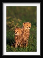 Cheetah cubs, Kenya Fine Art Print