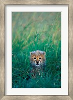 Kenya, Masai Mara GR, Cheetah cub in tall grass Fine Art Print
