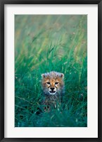 Kenya, Masai Mara GR, Cheetah cub in tall grass Fine Art Print