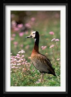 Knob-billed Duck, La Madraka, Madagascar Fine Art Print