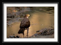 Madagascar, Eastern dry forest. Henst's Goshawk bird Fine Art Print