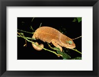 Malagasy Chameleon on Branch, Montagne D'Ambre National Park, Madagascar Fine Art Print