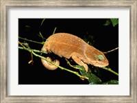 Malagasy Chameleon on Branch, Montagne D'Ambre National Park, Madagascar Fine Art Print