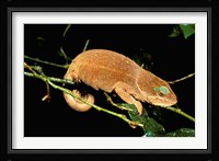 Malagasy Chameleon on Branch, Montagne D'Ambre National Park, Madagascar Fine Art Print