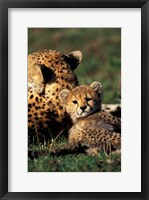 Kenya, Masai Mara Game Reserve. Cheetah cub Fine Art Print