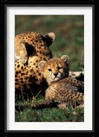 Kenya, Masai Mara Game Reserve. Cheetah cub Fine Art Print