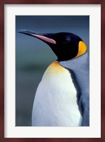 King Penguin, South Georgia Island, Antarctica Fine Art Print