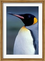 King Penguin, South Georgia Island, Antarctica Fine Art Print