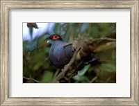 Madagascar, Ranamafana, blue pigeon, bird Fine Art Print