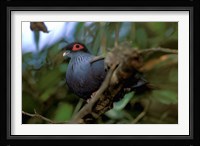 Madagascar, Ranamafana, blue pigeon, bird Fine Art Print