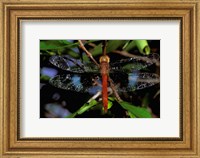 Madagascar, Ankarana Reserve, Malagasy Dragonfly insect Fine Art Print