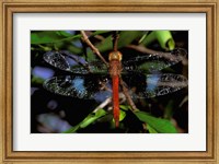 Madagascar, Ankarana Reserve, Malagasy Dragonfly insect Fine Art Print
