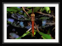 Madagascar, Ankarana Reserve, Malagasy Dragonfly insect Fine Art Print