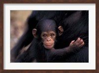 Infant Chimpanzee, Gombe National Park, Tanzania Fine Art Print
