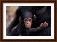 Infant Chimpanzee, Gombe National Park, Tanzania Fine Art Print