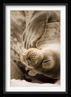 Jougla, Pt., Antarctica. Sleepy Weddell seal. Fine Art Print