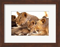 Lion cub among female lions, Samburu National Game Reserve, Kenya Fine Art Print