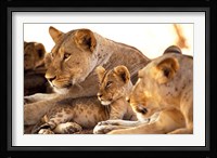 Lion cub among female lions, Samburu National Game Reserve, Kenya Fine Art Print