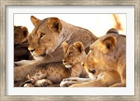 Lion cub among female lions, Samburu National Game Reserve, Kenya Fine Art Print