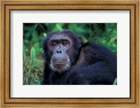Male Chimpanzee Relaxing, Gombe National Park, Tanzania Fine Art Print