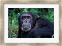 Male Chimpanzee Relaxing, Gombe National Park, Tanzania Fine Art Print