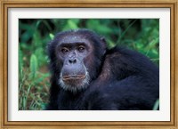 Male Chimpanzee Relaxing, Gombe National Park, Tanzania Fine Art Print