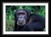 Male Chimpanzee Relaxing, Gombe National Park, Tanzania Fine Art Print