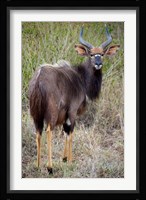 Male Nyala, Zulu Nyala Game Reserve, Kwazulu Natal, South Africa Fine Art Print
