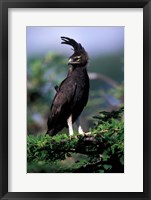 Kenya. Long-crested Eagle (lophaetus occipitalis) Fine Art Print