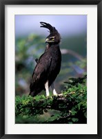 Kenya. Long-crested Eagle (lophaetus occipitalis) Fine Art Print