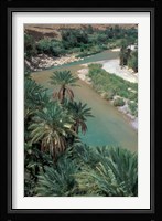 Lush Palms Line the Banks of the Oued (River) Ziz, Morocco Fine Art Print