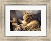 Kenya, Masai Mara. Six week old Lion cub (Panthera leo) Fine Art Print