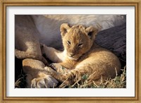 Kenya, Masai Mara. Six week old Lion cub (Panthera leo) Fine Art Print