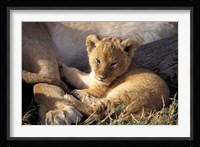 Kenya, Masai Mara. Six week old Lion cub (Panthera leo) Fine Art Print